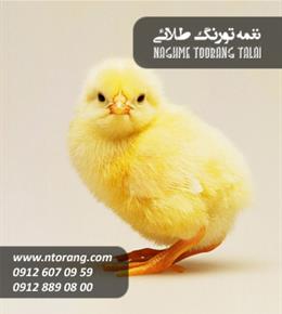 فروش جوجه گوشتی طیور مرکز